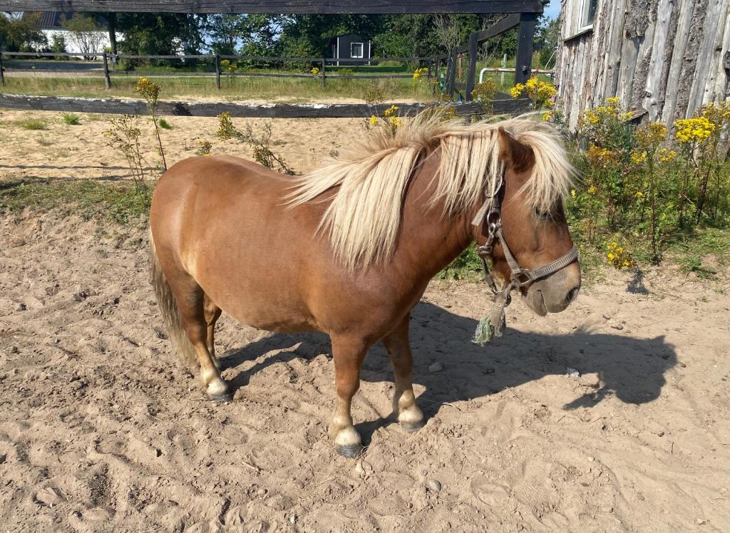 Heste på Skandihest