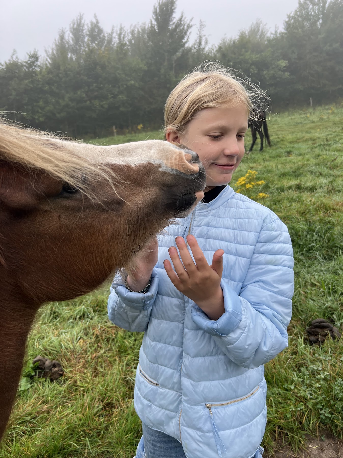 Skandihests egen sø omgivet af skov og grønne omgivelser